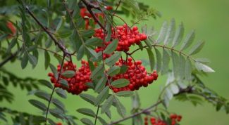 Картинка по теме - почему рябина созревает осенью