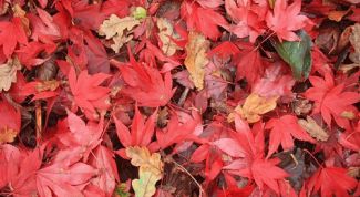 Картинка по теме - как сделать поделку из осенних листьев