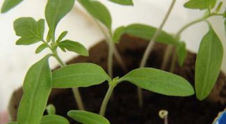 Картинка по теме - почему гибнет рассада