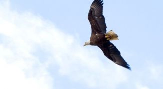 Картинка по теме - почему падают птицы