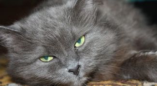 Картинка по теме - почему кошки мурлыкают