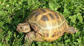Картинка по теме - почему черепаха не ест
