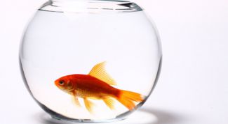Картинка по теме - как слить аквариум