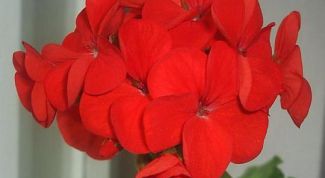 Картинка по теме - почему герань желтеет