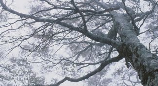 Картинка по теме - почему важны деревья