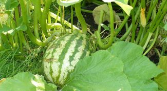 Картинка по теме - как хранить арбузное варенье