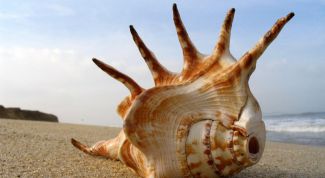 Картинка по теме - почему ракушки шумят