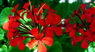 Картинка по теме - как ухаживать за комнатной геранью