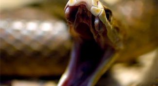 Картинка по теме - как прогнать змей