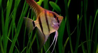 Картинка по теме - как содержать скалярий