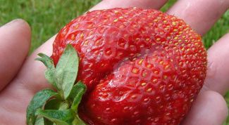 Картинка по теме - как вырастить крупной садовую землянику