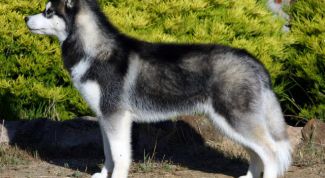 Картинка по теме - как выбрать сибирскую лайку 