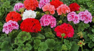 Картинка по теме - почему не цветет герань