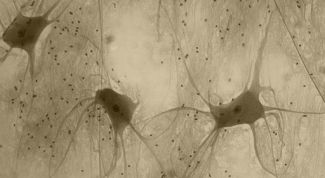 Картинка по теме - что такое нервная ткань