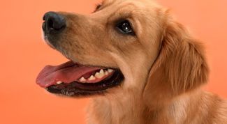 Картинка по теме - как давать собаке таблетки от глистов