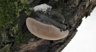 Картинка по теме - как лечить яблони