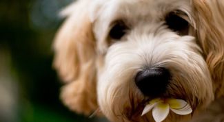 Картинка по теме - почему собака ест траву