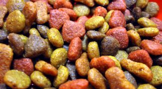 Картинка по теме - как выбрать готовый кошачий корм