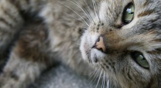 Картинка по теме - почему кошки спят в ногах