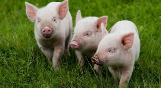 Картинка по теме - как забить поросенка