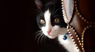 Картинка по теме - что делать, если кошка просит кота