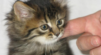 Картинка по теме - как воспитывать котенка сибирской кошки