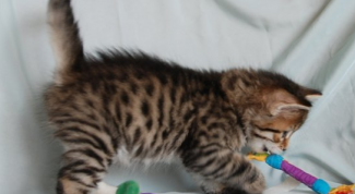 Картинка по теме - как играть с сибирской кошкой