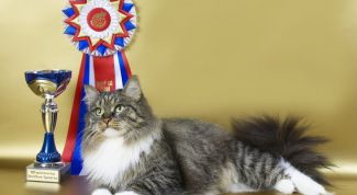 Картинка по теме - как подготовить сибирскую кошку к выставке