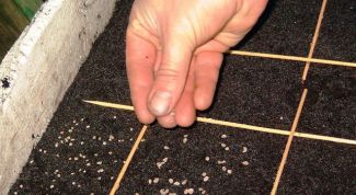 Картинка по теме - нужно ли замачивать семена томатов