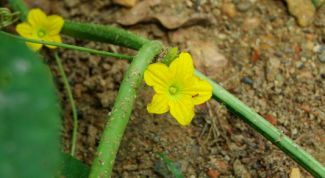 Картинка по теме - почему нет завязей