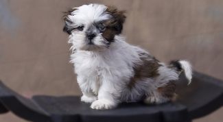 Картинка по теме - как ухаживать за мальтийской болонкой