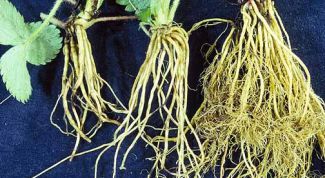 Картинка по теме - почему у растений есть корни