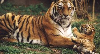 Картинка по теме - что такое характеристика популяции в современной экологии