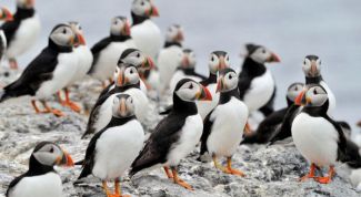 Картинка по теме - что такое динамика популяции в современной экологии