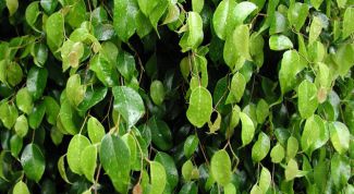 Картинка по теме - почему опадает фикус