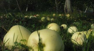 Картинка по теме - почему опадают плоды