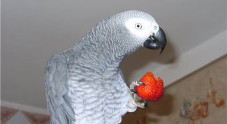 Картинка по теме - почему попугаи разговаривают