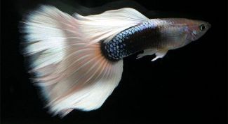 Картинка по теме - как различить пол рыб