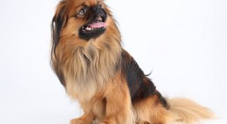 Картинка по теме - как считать возраст собаки