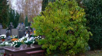 Картинка по теме - что делать  на кладбище