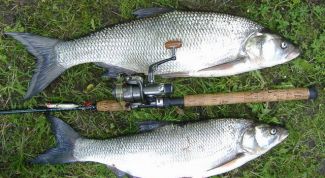 Картинка по теме - как ловить рыбу спиннингом