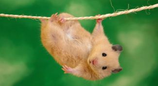 Картинка по теме - почему хомяки кусаются