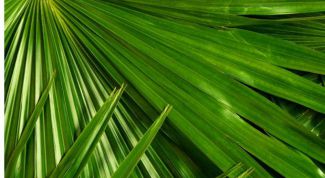 Картинка по теме - почему желтеет пальма