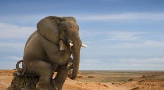 Картинка по теме - почему у слона длинный хобот