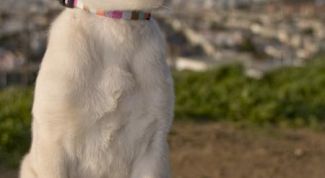 Картинка по теме - как дрессировать щенка лабрадора