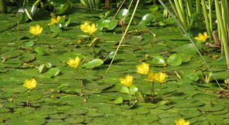 Картинка по теме - почему цветет вода