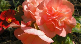 Картинка по теме - как осуществлять уход за садовой бегонией 