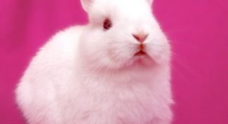 Картинка по теме - как приучить к поилке кролика