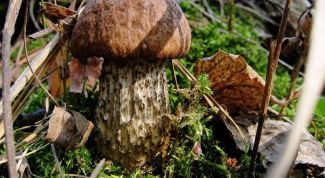 Картинка по теме - как срезать грибы