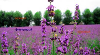 Картинка по теме - зачем нужны прилагательные